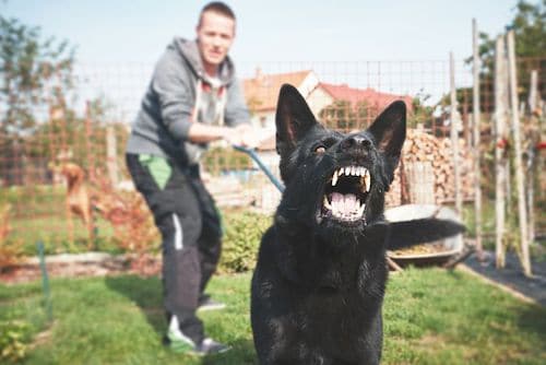 leash law and dog bite law